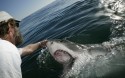 Shark Whisperer' Andre Hartman tickles the snout of a Great White Shark, to induce it to lift its snout out of the water and open its mouth, near Dyer Island, off Gansbaai, South Africa 1. Shark Whisperer' Andre Hartman tickles the snout of a Great White Shark, to induce it to lift its snout out of the water and open its mouth, near Dyer Island, off Gansbaai, South Africa