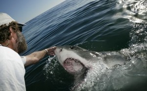 Shark Whisperer' Andre Hartman tickles the snout of a Great White Shark, to induce it to lift its snout out of the water and open its mouth, near Dyer Island, off Gansbaai, South Africa 1. Shark Whisperer' Andre Hartman tickles the snout of a Great White Shark, to induce it to lift its snout out of the water and open its mouth, near Dyer Island, off Gansbaai, South Africa