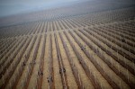 North Korean workers are seen working in an apple farm near Pyongyang on April 10, 2012. North Korea is counting down to the 100th anniversary of its founder's birth Kim Il-Sung on April 15 with top-level meetings and a controversial rocket launch scheduled in coming days to bolster his grandson's credentials. 1. North Korean workers are seen working in an apple farm near Pyongyang on April 10, 2012. North Korea is counting down to the 100th anniversary of its founder's birth Kim Il-Sung on April 15 with top-level meetings and a controversial rocket launch scheduled in coming days to bolster his grandson's credentials.