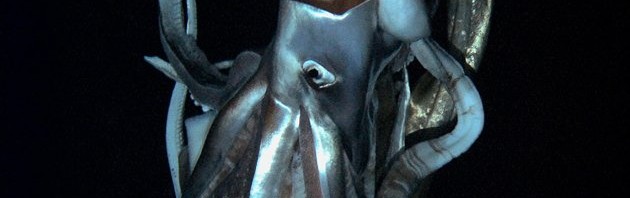 2013-01-08T085626Z_2057444243_GM1E9181AZO01_RTRMADP_3_JAPAN-GIANTSQUID